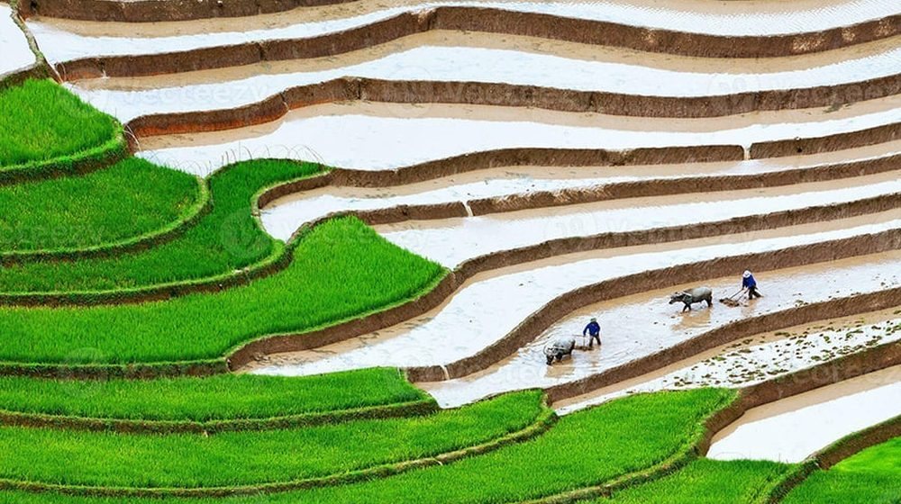 Rizières en terrasses dans les hautes terres de Sapa