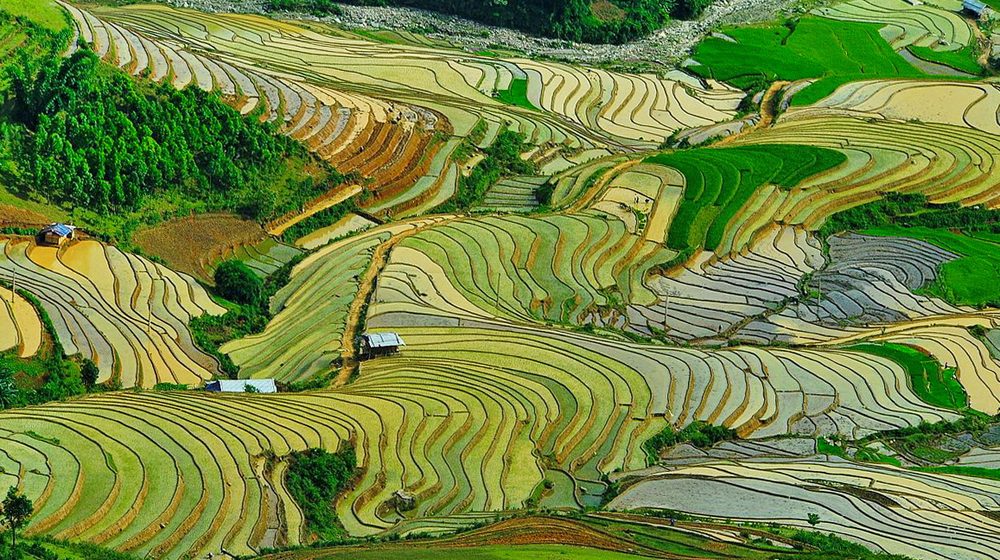 Rizières de Mu Cang Chai dans le nord du Vietnam