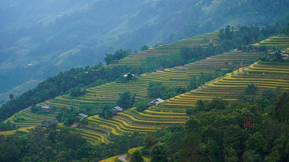 Rizières de Hoang Su Phi dans le nord du Vietnam